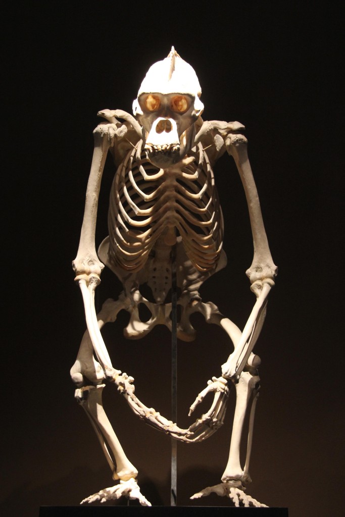 An ape skeleton in the Evolution in Action exhibition at the Museum für Naturkunde (Natural History Museum) in Berlin