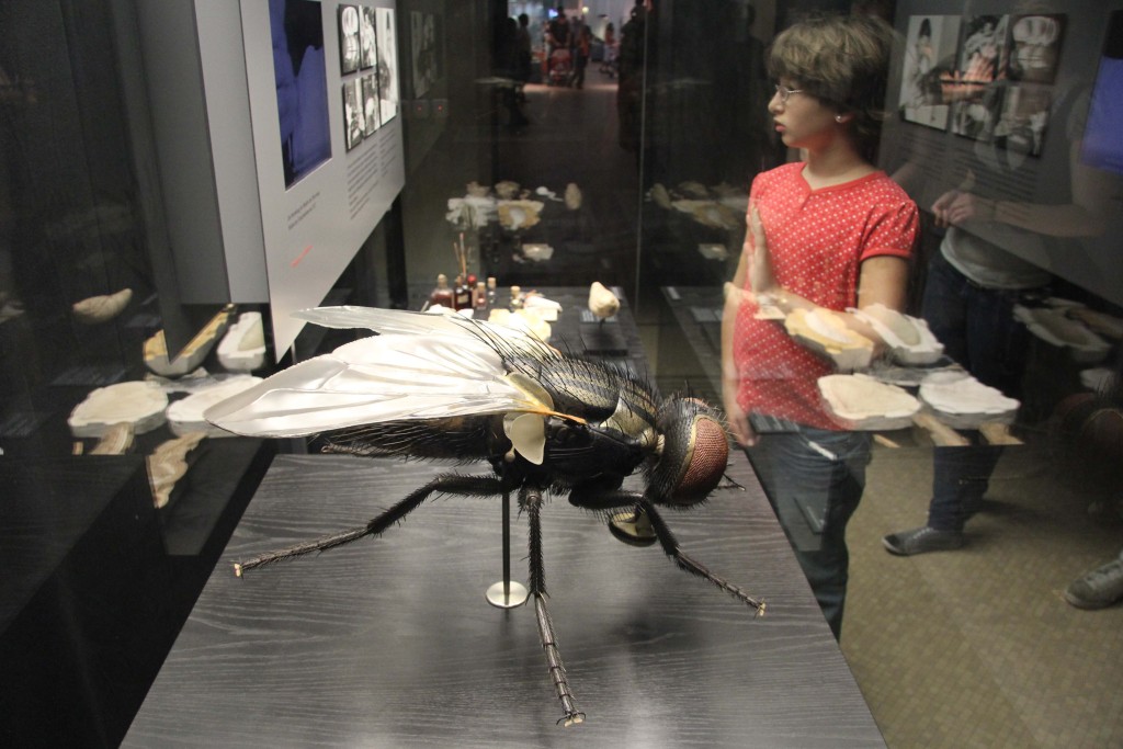 A model of a fly in the Keller's Models exhibition at the Museum für Naturkunde (Natural History Museum) in Berlin