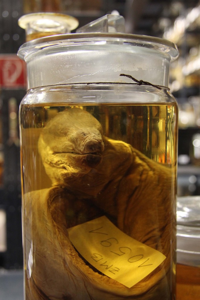 A sample in The Wet Collections at the Museum für Naturkunde (Natural History Museum) in Berlin