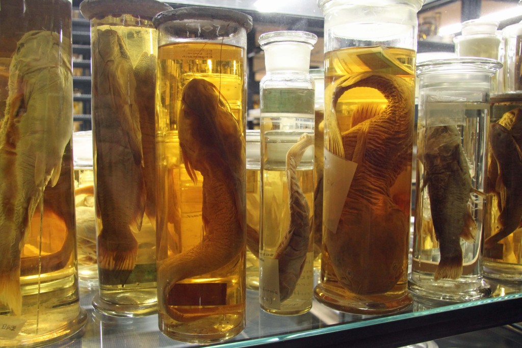 Samples in The Wet Collections at the Museum für Naturkunde (Natural History Museum) in Berlin