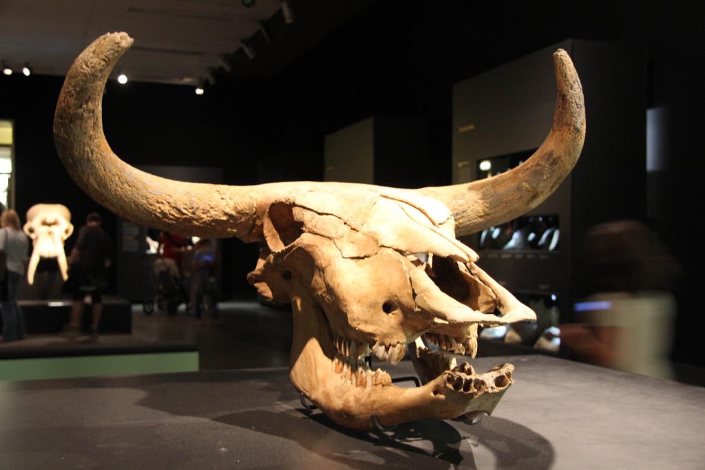 A skull on display in the Hoofed Animals exhibition at the Museum für Naturkunde in Berlin