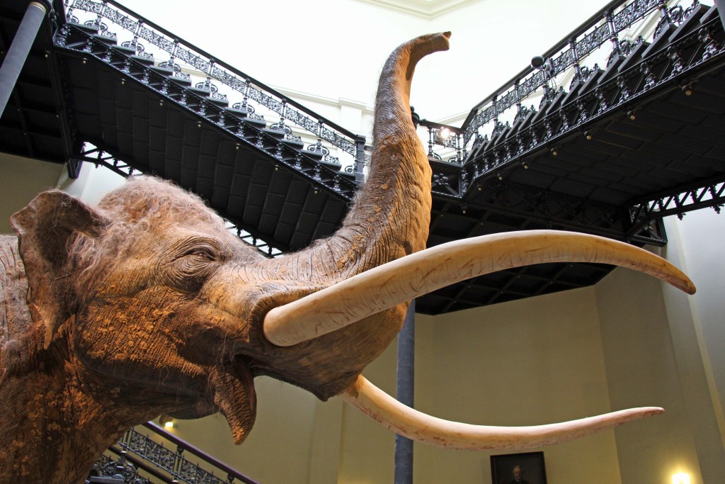 A headshot of a Straight-Tusked Elephant in the Elefantenreich – Eine Fossilwelt in Europa (Land of the Elephants – A Fossil World in Europe) exhibition at the Museum für Naturkunde (Natural History Museum) in Berlin