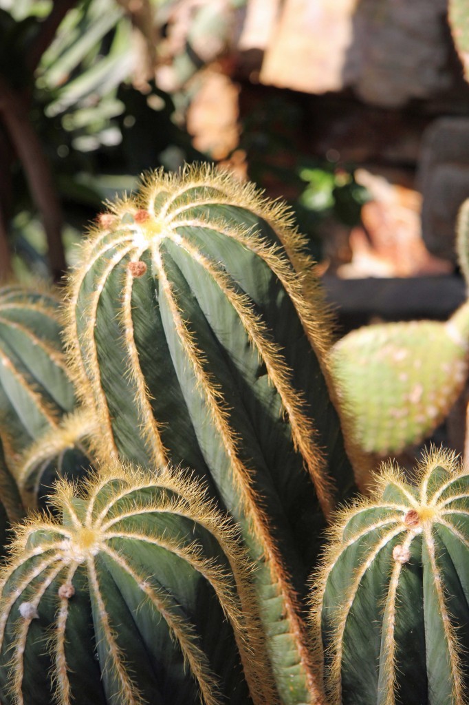 Cacti in the greenhouses at the Botanical Garden (Botanischer Garten) in Berlin