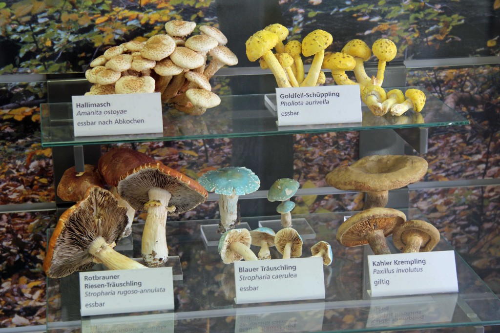 Fungi on display at the Botanical Museum (Botanisches Museum) in Berlin