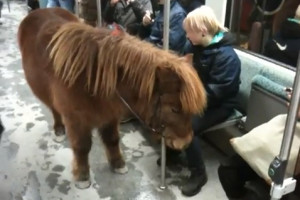 Reasons Why I Miss Berlin #1 – Anything Goes (Pony on the S-Bahn)
