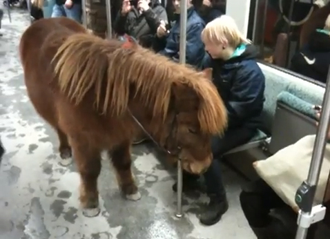 Pony on the Berlin S-Bahn train (screenshot from YouTube video)