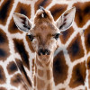 Eric the baby Giraffe at Berlin Tierpark