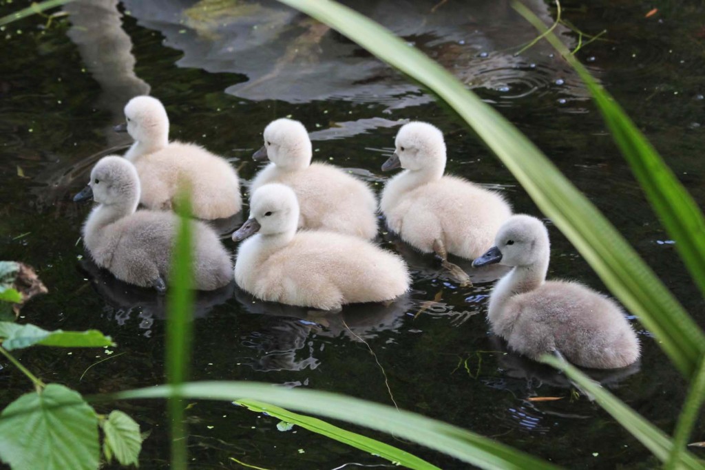 A group of cygnets at Plötzensee - a lake in Wedding, Berlin