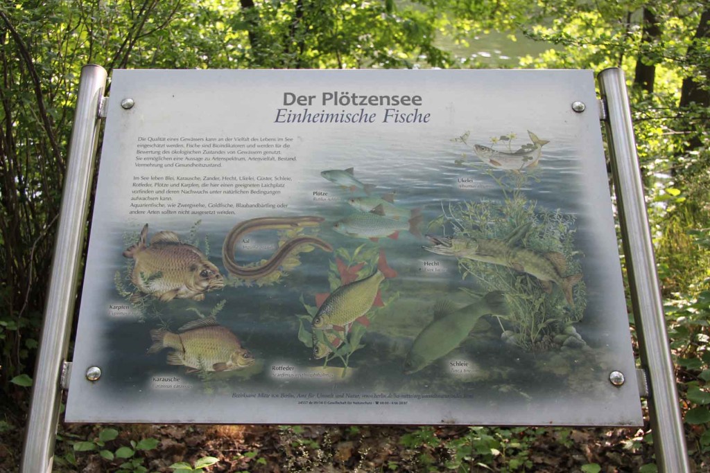 Information about the fish at Plötzensee - a lake in Wedding, Berlin