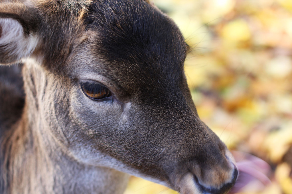 Doe a Deer at Gemeindepark Lankwitz in Berlin