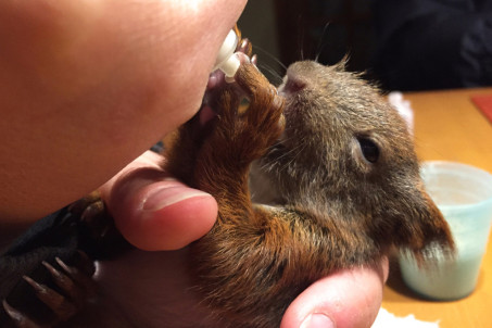 rp_Baby-Squirrel-Feeding-1024x682.jpg